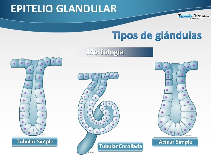 EPITELIO GLANDULAR Morfología Tubular Simple Tubular Enrollada Acinar Simple 