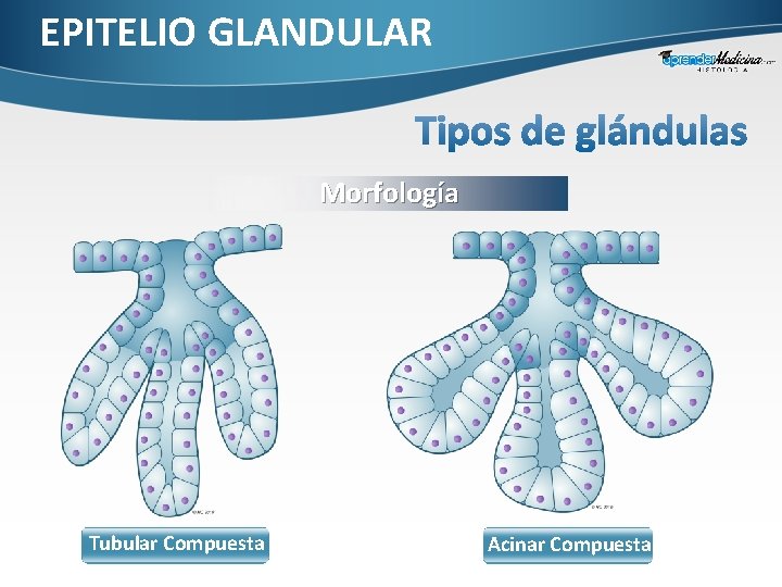 EPITELIO GLANDULAR Morfología Tubular Compuesta Acinar Compuesta 