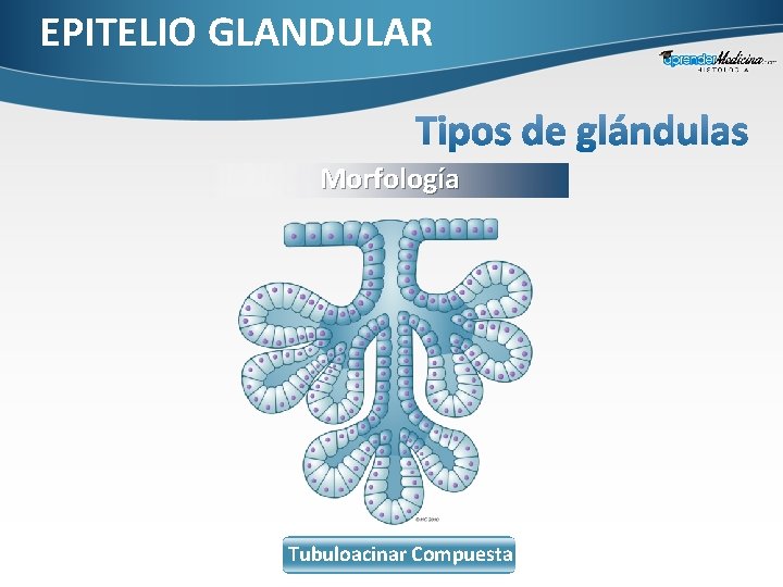 EPITELIO GLANDULAR Morfología Tubuloacinar Compuesta 