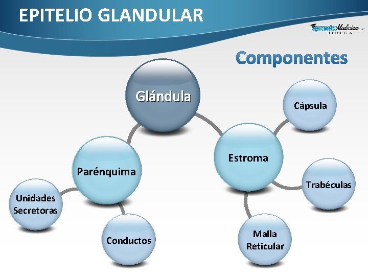 EPITELIO GLANDULAR Glándula Parénquima Cápsula Estroma Trabéculas Unidades Secretoras Conductos Malla Reticular 