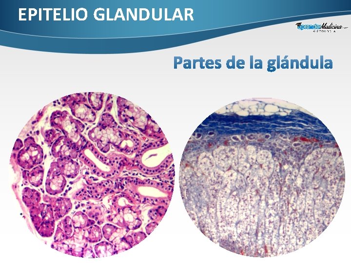 EPITELIO GLANDULAR 