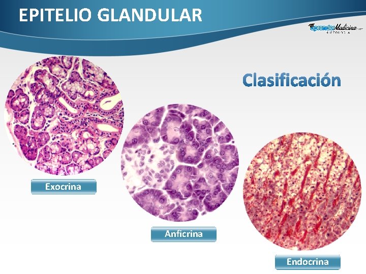 EPITELIO GLANDULAR Exocrina Anficrina Endocrina 
