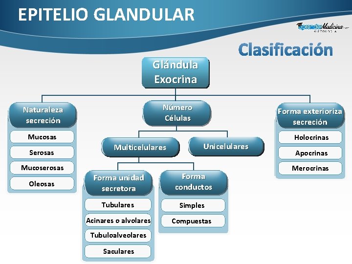 EPITELIO GLANDULAR Glándula Exocrina Número Células Naturaleza secreción Mucosas Serosas Multicelulares Mucoserosas Oleosas Forma