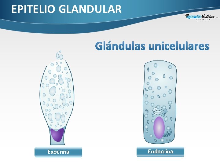 EPITELIO GLANDULAR Exocrina Endocrina 