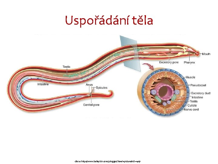 Uspořádání těla Obr. 1: http: //www. baileybio. com/plogger/? level=picture&id=1467 