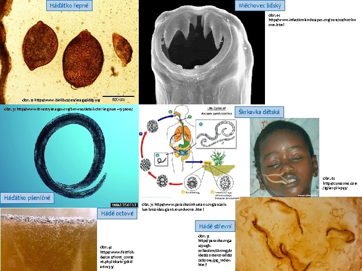 Háďátko řepné Měchovec lidský Obr. 6: http: //www. infectionlandscapes. org/2012/02/hookw orm. html Obr. 2: