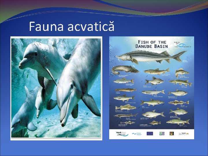 Fauna acvatică 