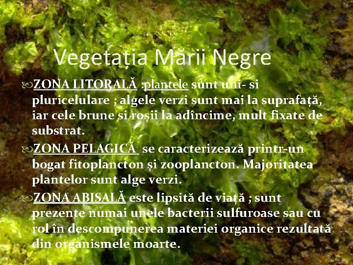 Vegetația Mării Negre ZONA LITORALĂ : plantele sunt uni- si pluricelulare ; algele verzi