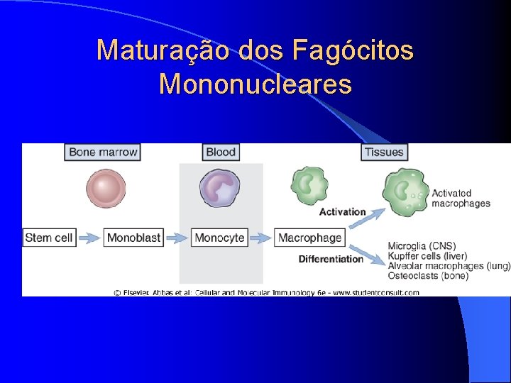 Maturação dos Fagócitos Mononucleares 