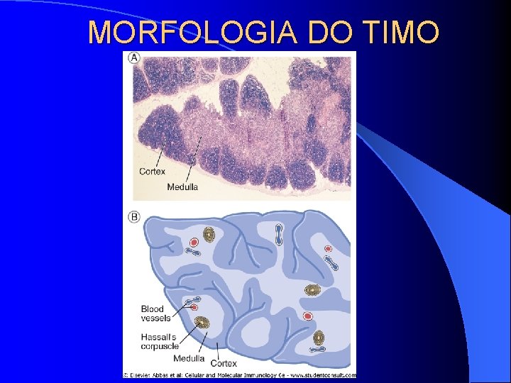 MORFOLOGIA DO TIMO 