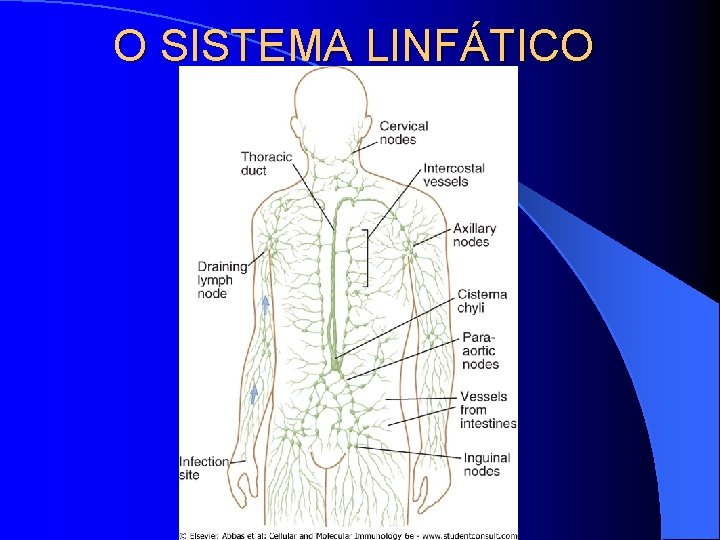 O SISTEMA LINFÁTICO 