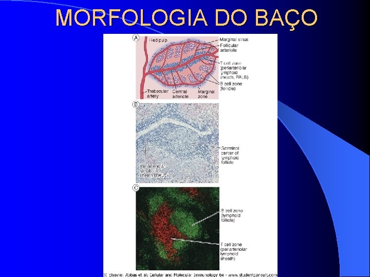 MORFOLOGIA DO BAÇO 