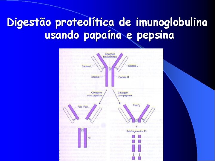 Digestão proteolítica de imunoglobulina usando papaína e pepsina 