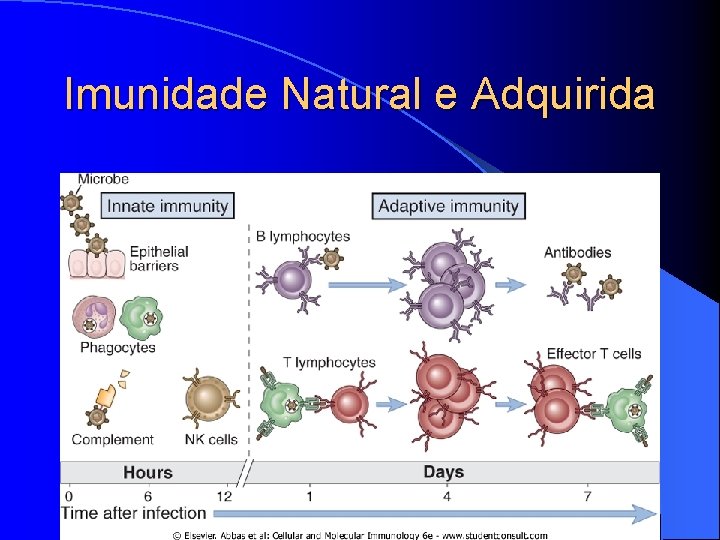 Imunidade Natural e Adquirida 