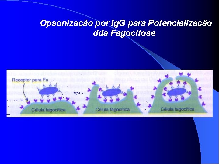  Opsonização por Ig. G para Potencialização dda Fagocitose 