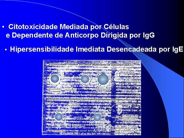  • Citotoxicidade Mediada por Células e Dependente de Anticorpo Dirigida por Ig. G