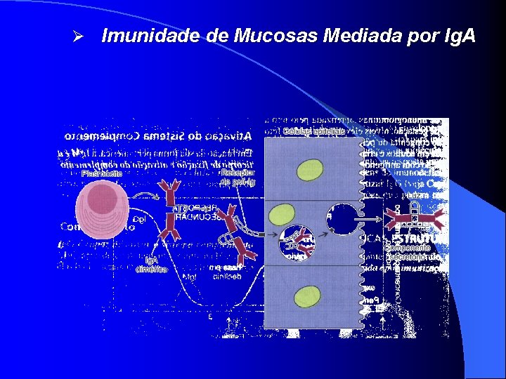 Ø Imunidade de Mucosas Mediada por Ig. A 