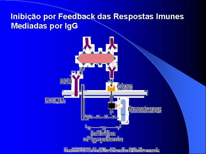  Inibição por Feedback das Respostas Imunes Mediadas por Ig. G 