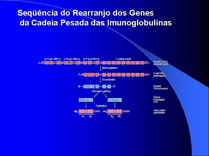 Seqüência do Rearranjo dos Genes da Cadeia Pesada das Imunoglobulinas 