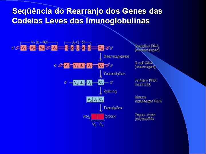 Seqüência do Rearranjo dos Genes das Cadeias Leves das Imunoglobulinas 