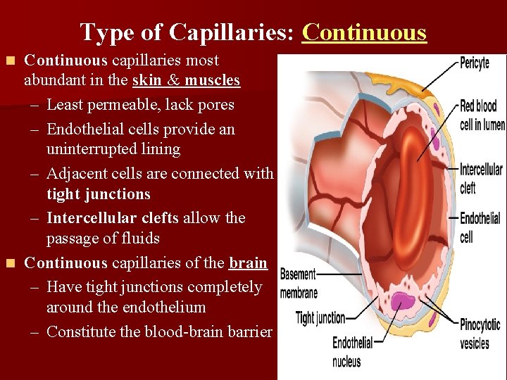 Type of Capillaries: Continuous capillaries most abundant in the skin & muscles – Least