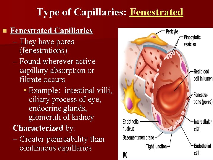 Type of Capillaries: Fenestrated n Fenestrated Capillaries – They have pores (fenestrations) – Found