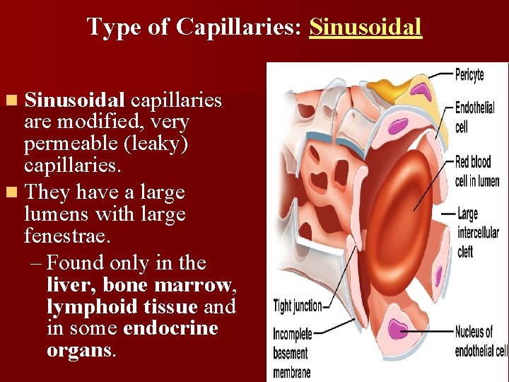 Type of Capillaries: Sinusoidal n Sinusoidal capillaries are modified, very permeable (leaky) capillaries. n