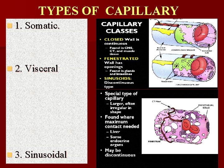 TYPES OF CAPILLARY n 1. Somatic. n 2. Visceral n 3. Sinusoidal 