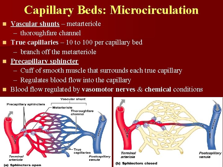 Capillary Beds: Microcirculation Vascular shunts – metarteriole – thoroughfare channel n True capillaries –