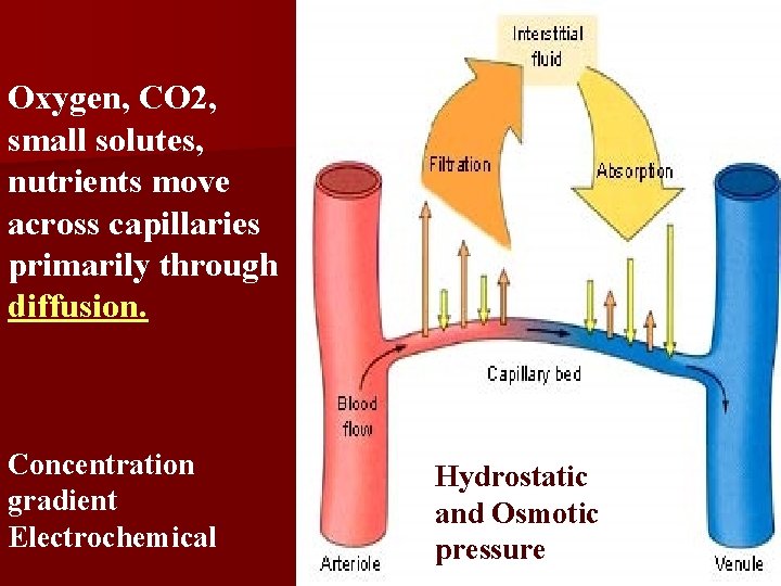 Oxygen, CO 2, small solutes, nutrients move across capillaries primarily through diffusion. Concentration gradient