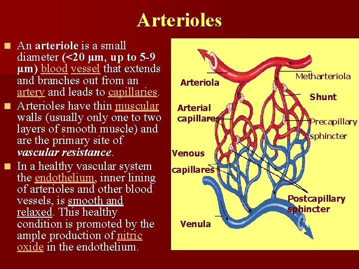 Arterioles An arteriole is a small diameter (<20 μm, up to 5 -9 μm)