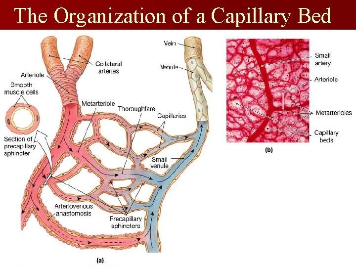The Organization of a Capillary Bed Figure 21. 5 a, b 