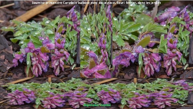 Soumise printanière Corydalis bulbosa avec de la glace, fleuri février, dans les jardins diaporamas