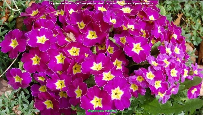 La primevère est une fleur printanière précoce qui demande peu de soins diaporamas carminé