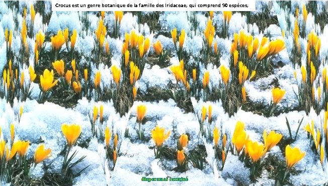 Crocus est un genre botanique de la famille des Iridaceae, qui comprend 90 espèces,