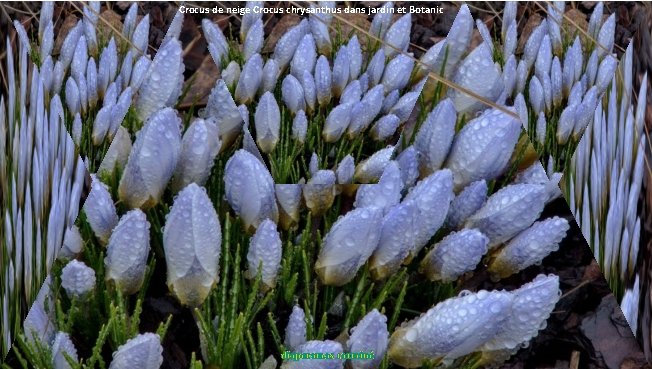 Crocus de neige Crocus chrysanthus dans jardin et Botanic diaporamas carminé 