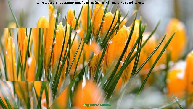 Le crocus est l'une des premières fleurs à s'épanouir à l'approche du printemps. diaporamas