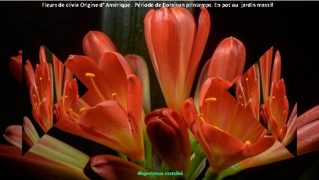 Fleurs de clivia Origine d’ Amérique. Période de floraison printemps. En pot ou jardin