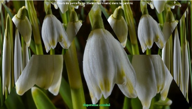 Fleurs de perce-neige (Galanthus nivalis) dans les jardins diaporamas carminé 