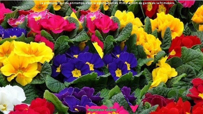 La première fleur du printemps, c'est la signification de Primula, nom de genre de