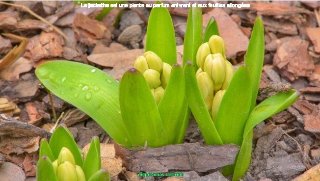 La jacinthe est une plante au parfum enivrant et aux feuilles allongées diaporamas carminé