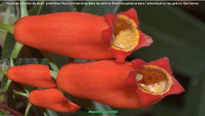 Fleurs du coucher de soleil premières fleurs printanières dans les jardins, Gloxinia sylvatica dans