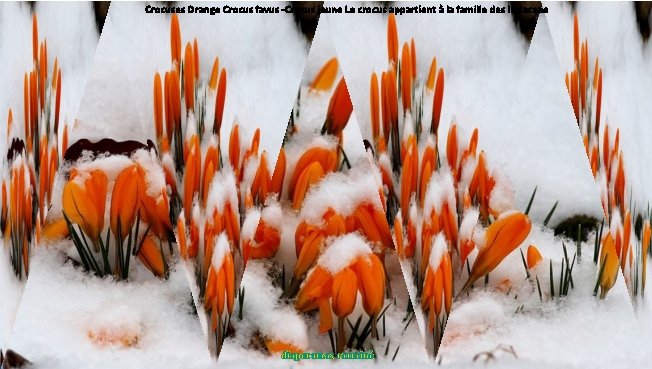 Crocuses Orange Crocus favus -Crocus jaune Le crocus appartient à la famille des Iridaceae