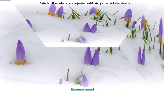 Galanthus Nivalis dès le mois de janvier de délicates petites clochettes violette diaporamas carminé