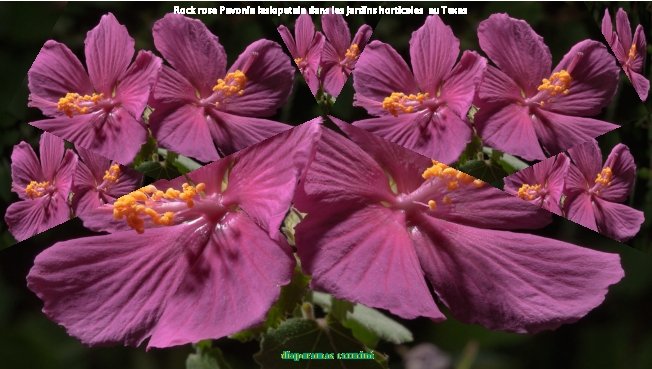 Rock rose Pavonia lasiopetala dans les jardins horticoles au Texas diaporamas carminé 