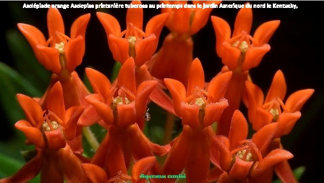 Asclépiade orange Asclepias printanière tuberosa au printemps dans le jardin Amerique du nord le