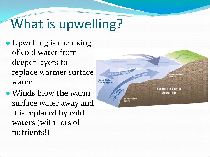 What is upwelling? ● Upwelling is the rising of cold water from deeper layers