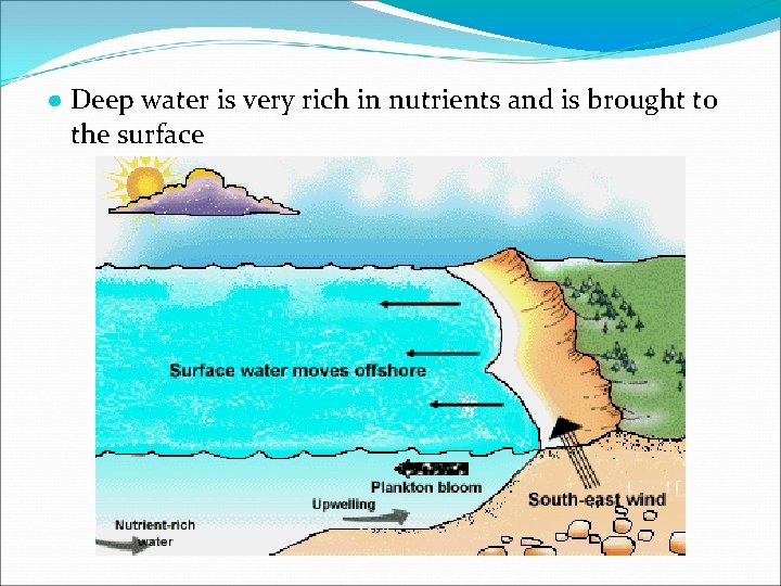 ● Deep water is very rich in nutrients and is brought to the surface