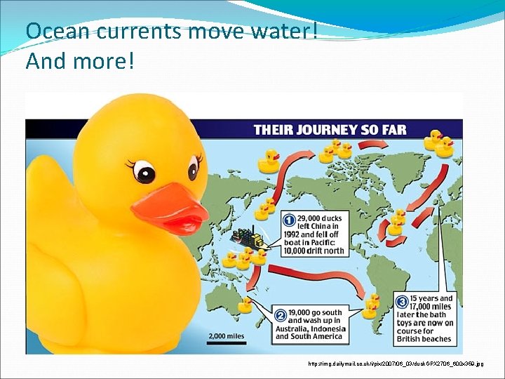 Ocean currents move water! And more! http: //img. dailymail. co. uk/i/pix/2007/06_03/duck. GPX 2706_600 x