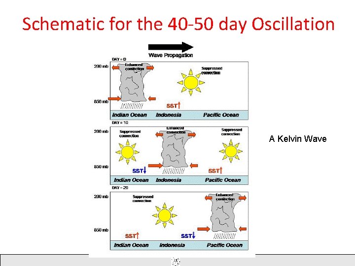 Schematic for the 40 -50 day Oscillation A Kelvin Wave Schematic for the 40 -50 day Oscillation A Kelvin Wave